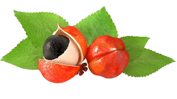 buah guarana brazil