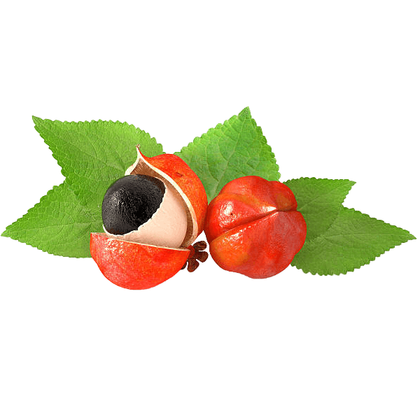 buah guarana brazil