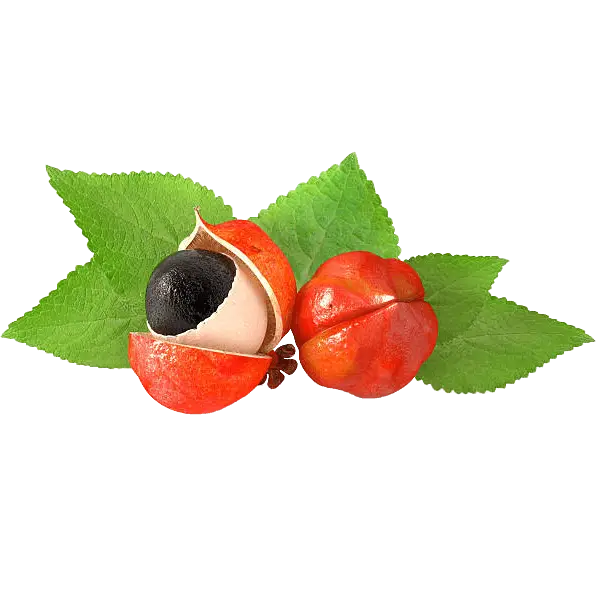 buah guarana brazil