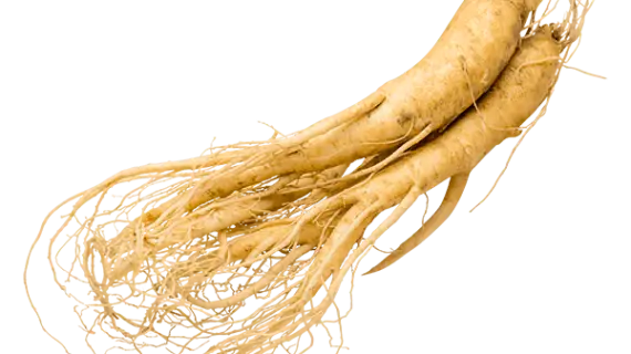 panax ginseng korea