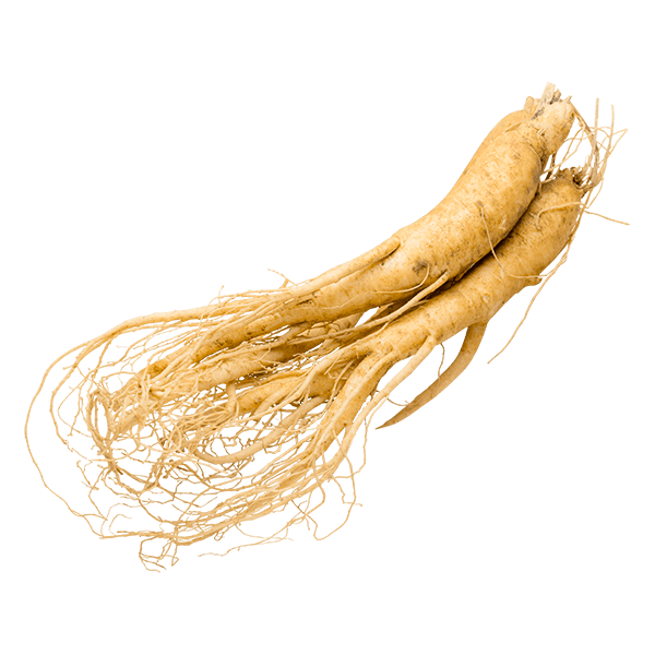panax ginseng korea