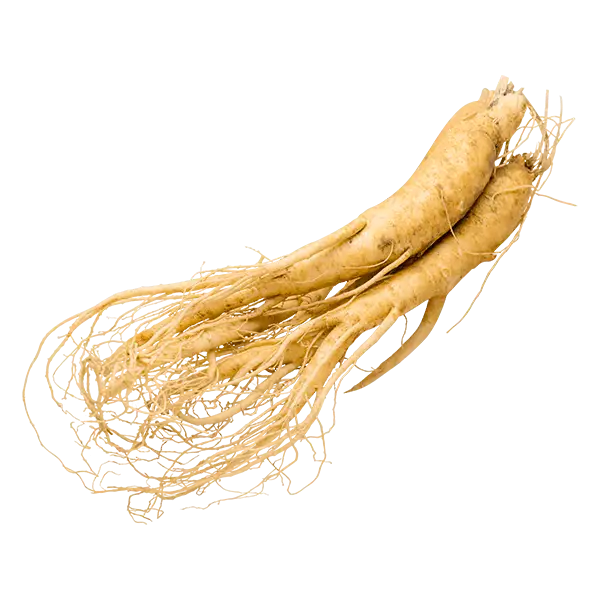 panax ginseng korea